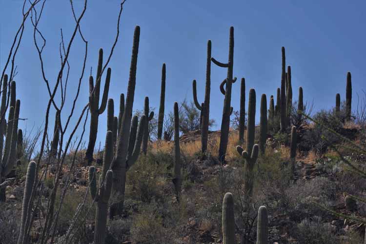 saguaros